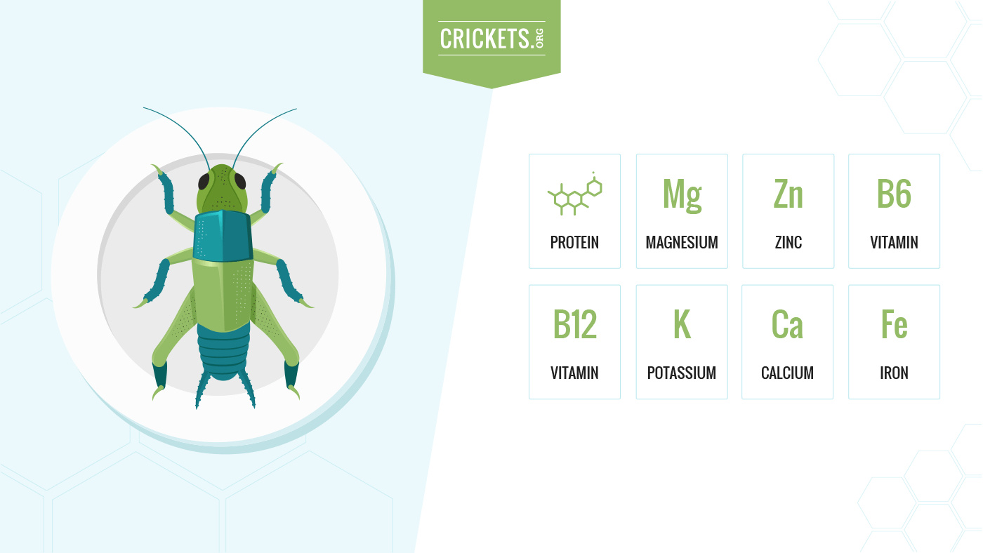 Cricket nutrition information